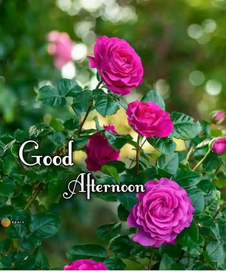 good-afternoon-images