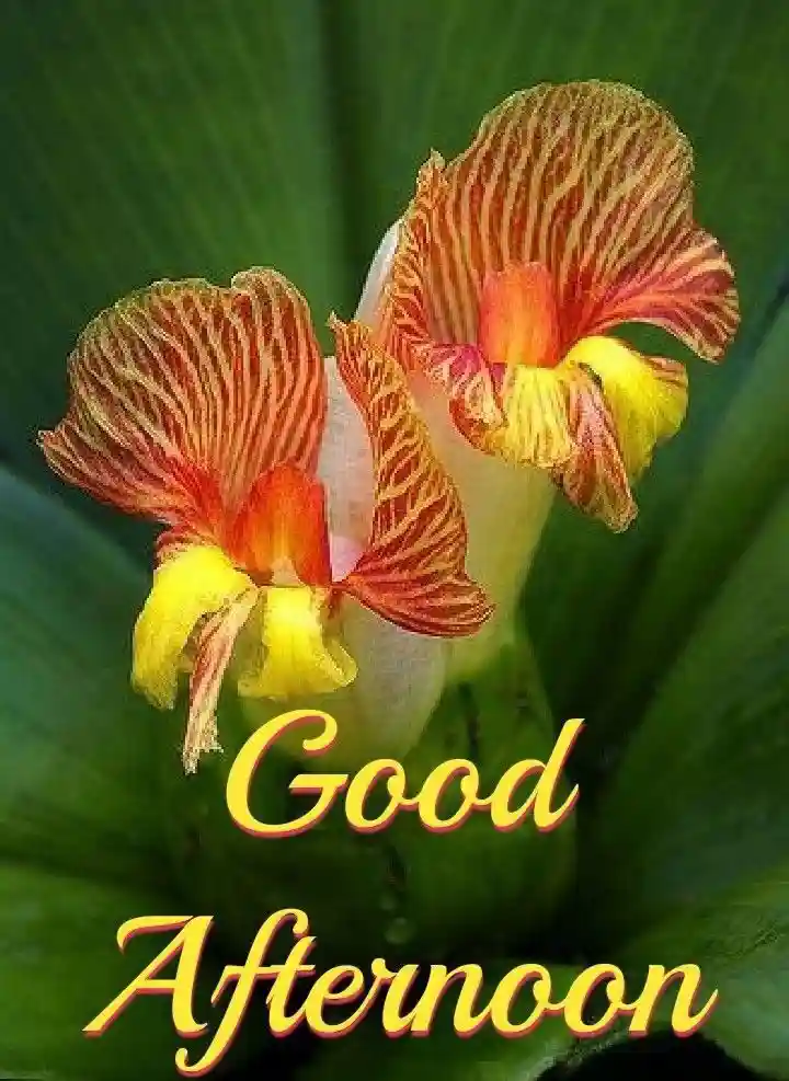good-afternoon-pics